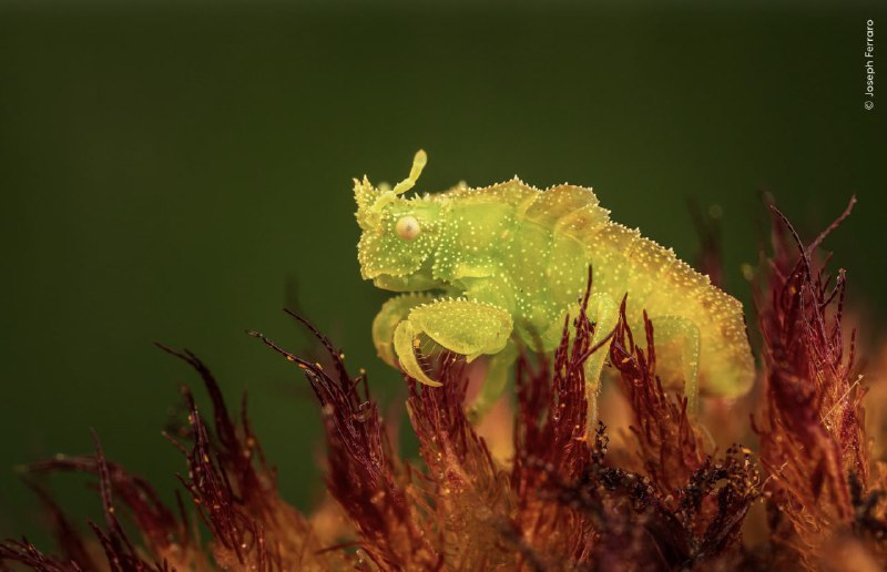 Finalists Revealed for Wildlife Photographer of the Year Contest